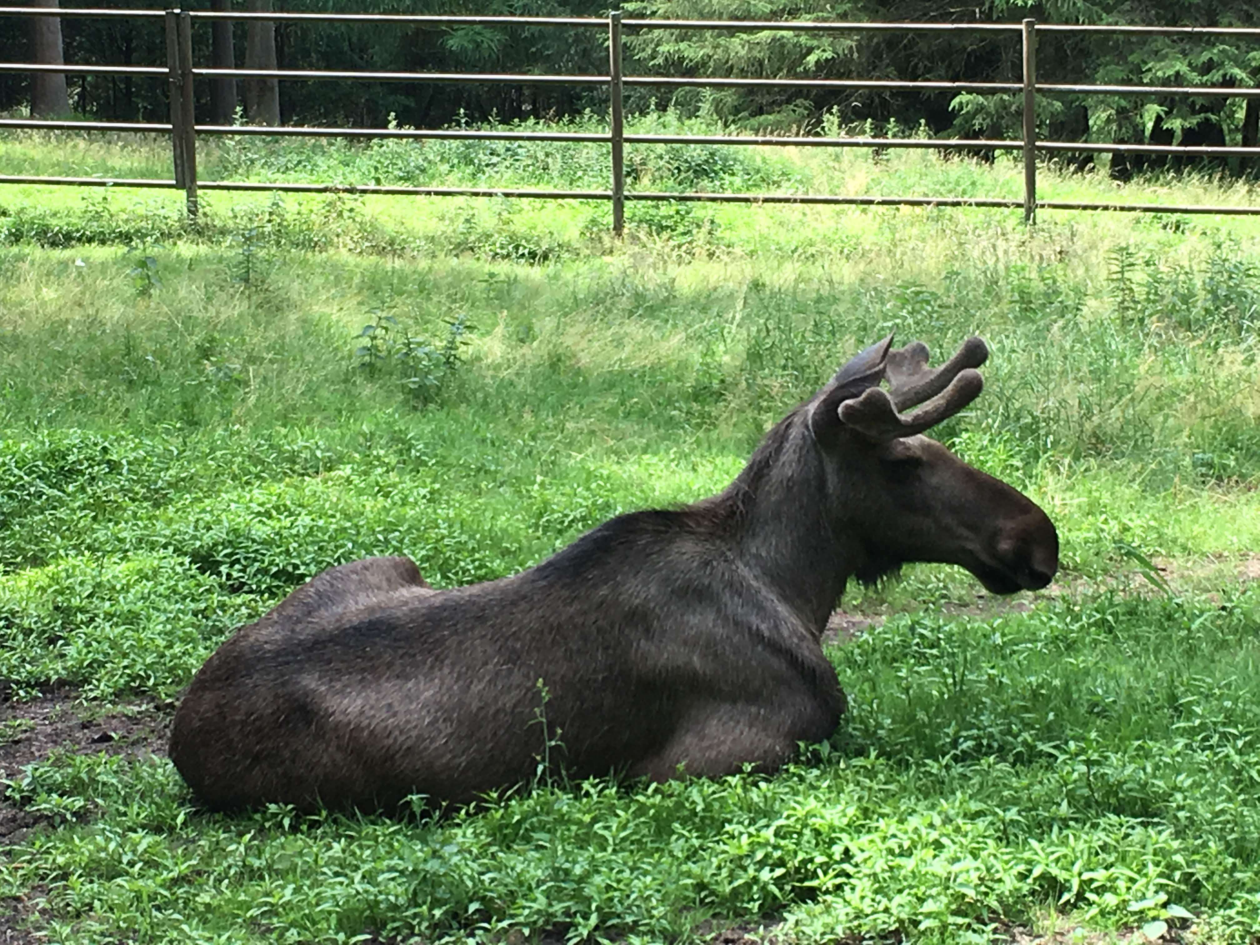 Wildpark Lüneburger Heide